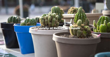 Farmers Market in the Haymarket, Lincoln, Nebraska. August 6, 2022. 
