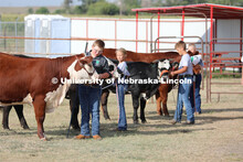 Showing cattle at the 4-H Logan County Fair in Stapleton, Nebraska. August 11, 2022. 