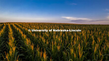 Sunrise over a corn field south of Bennet, Nebraska. August 18, 2022. 