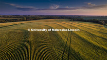 Sunrise over a corn field south of Bennet, Nebraska. August 18, 2022. 