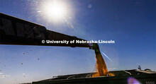 Popcorn flows into a grain wagon. Preferred Popcorn grows popcorn near Chapman, Nebraska and through