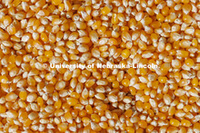 Preferred Popcorn grows popcorn near Chapman, Nebraska and throughout the area. It is headed by Norm