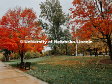 Fall on City Campus. November, 2022. Photos by Katie Black and Taylor DeMaro / University Communicat