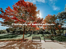 Fall on City Campus. November, 2022. Photos by Katie Black and Taylor DeMaro / University Communicat