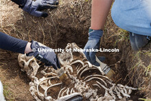 Soil is carefully brushed from a plastic skeleton representing an apparent crime victim at a forensi