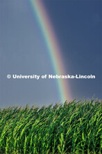 A rainbow forms over a cornfield in southeast Lancaster County. July 28, 2023. 