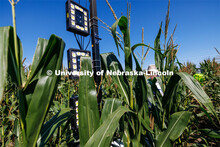 James Schnable’s group is testing Phenobot, a robot that measures leaf angle on corn to see how we