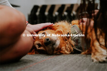 Students pet therapy dog, Remington in the Love Library and Dinsdale Family Learning Commons to de-s