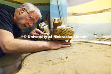 Joel Nielsen, Exhibit Specialist with the University of Nebraska State Museum, works to remove a duc