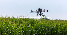 Biquan Zhao, Post-Doc Research Associate in Animal Science, flies a drone over the corn fields north
