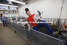 McKenna Carr carries a goat back to its pen after it jumped into the sheep pens to enjoy their feed.