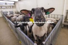 A sheep in the Animal Science building stands on its pen to pose for a picture. October 14, 2024. 