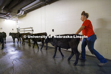 McKenna Carr urges calves down the hallway in the Animal Science building to an outside corral so th