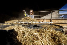 Breanna Gilmore loads straw into bins to be distributed in the cattle stalls. Three student workers 