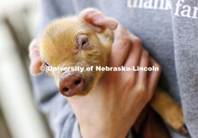 A student worker holds a baby piglet in the Animal Science building. October 14, 2024. 