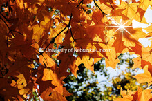 Sunlight peeks through orange leaves. Fall on City Campus. October 23, 2024. 