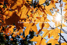 Sunlight peeks through orange leaves. Fall on City Campus. October 23, 2024. 