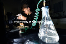 Sophomore biological sciences major Andrew Moyer examines the sex fruit flies under a microscope ins