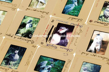 Slides from the photography collection of Paul A. Johnsgard are photographed. Ornithology Papers. Lo