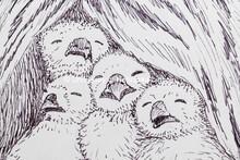 Illustration of a brood of chicks under their mother's wing from the photography collection of Paul 