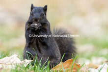 A black squirrel enjoys a snack near Love Library. On campus. November 4, 2024. 