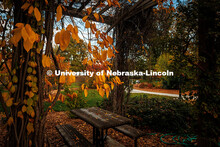 Fall Scenery on East Campus. The Maxwell Arboretum. November 8, 2024. 