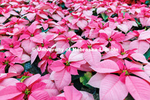 A group of Mars Pink poinsettias sit inside Teaching Greenhouse West on East Campus. Nearly 800 poin