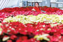 Haley Klement, sophomore, stands in a sea of poinsettias as she waters each individually inside Teac