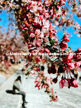 Flowering spring trees bloom on City Campus. May 1, 2024. Taylor DeMaro / University Communication.