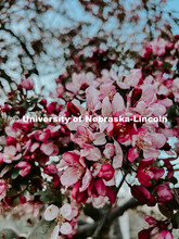 Flowering spring trees bloom on City Campus. May 1, 2024. Taylor DeMaro / University Communication.