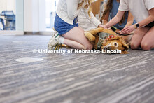 Remy the Golden Retriever, gets pet during the Big Red Pawp Up in the Dinsdale Family Learning Commo