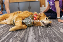 Remy the Golden Retriever, gets pet during the Big Red Pawp Up in the Dinsdale Family Learning Commo