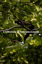 A grackle fledgling grabs a meal from its parent in a tree outside of Kimball Recital Hall. Spring o