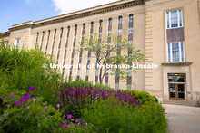 Spring flowers bloom in the gardens south of Love Library. Spring on City Campus. May 28, 2025. 