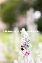 A bumblebee pauses to gather nectar from a lamb's ear plant outside of Love Library on a sunny day. 