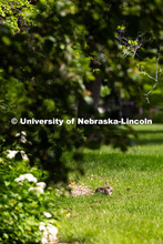 A cottontail rabbit lounges in the sun on the lawn east of Hamilton Hall. Spring on City Campus. May