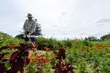 John Carrioto, a volunteer with the Nebraska Extension Master Gardener program, breaks apart soil in