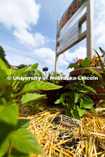 Plastic placards denote the species of plants growing throughout the Nebraska Extension Backyard Far