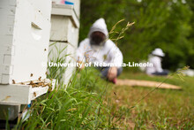 Honeybees circle in and out of a hive during the bee wellness and yoga event. The University of Nebr