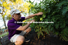 Bill Sorensen checks on the San Marzano tomatoes he planted in his patch of the East Campus Communit