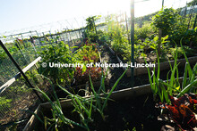 A model plot, as described by Mark Mesarch, with spaced, organized raised beds. Mesarch does web and