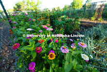 A plot in the East Campus Community Gardens has colorful zinnias planted along one side. Gardeners f