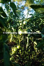 Unripe tomatoes hang off a vine in a plot in the East Campus Community Gardens. The gardens first st