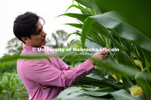 Vladimir Torres-Rodriguez, a research assistant professor in agronomy and horticulture, checks on co