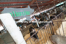 Ryan Beach, a Syracuse resident, refills the water for his daughters' pigs during livestock entry da