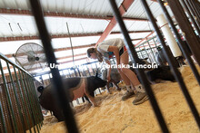 Aliyah Beach, 11, gives a marshmallow to one of her pigs, Poppy, during livestock entry day at the O