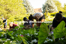 Students clean up flower beds at the Sunken Gardens during the Urban Plunge service event. 
