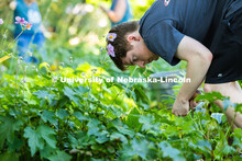 Chase Simpson pulls bishop's weed in the upper level of the Sunken Gardens. Simpson is a member of t