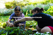 A student helps Yin Po Po Aung untangle a stick from plants while weeding and cleaning up the Sunken