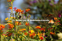 Monarch butterflies flock to a patch of butterfly weed in the gardens south of the Sheldon Museum of